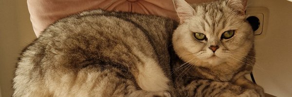 suesskatzi Profile Banner