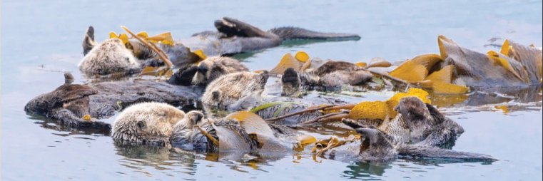 Rachel Redfield banner