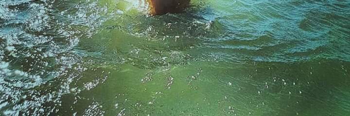 Maicon Willian banner