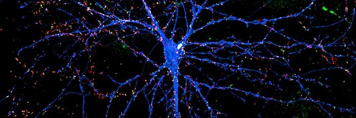 U of Utah Department of Neurobiology's banner
