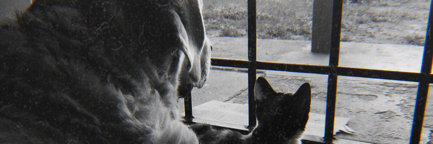MacaFantauzzi's profile banner image