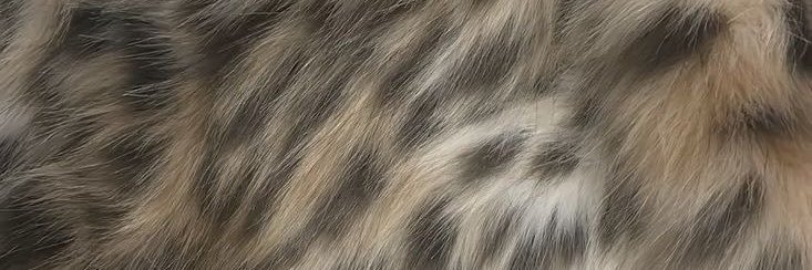 maupaye's profile banner image