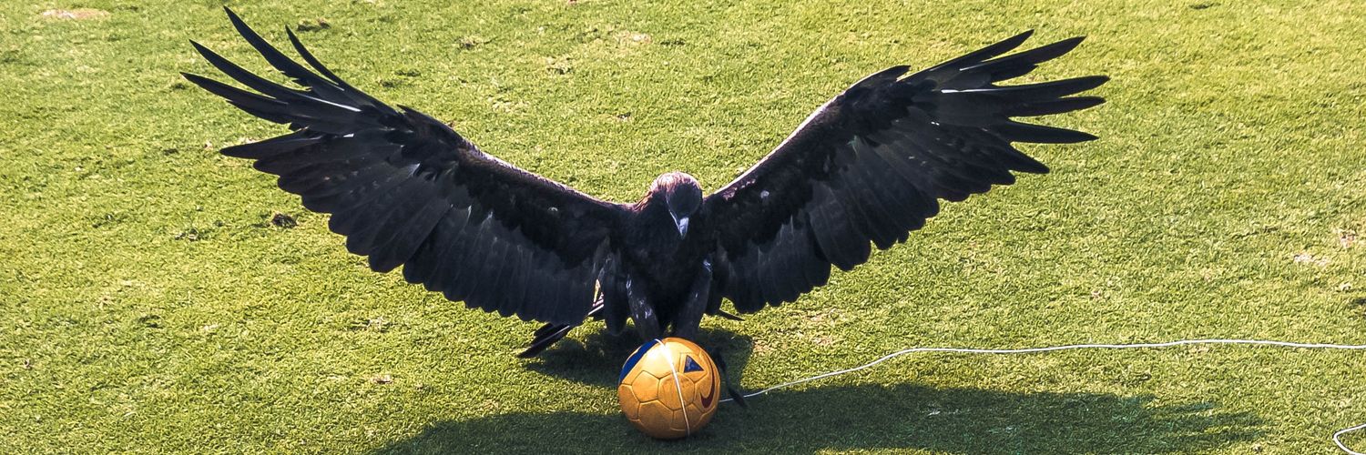 pperalluis's profile banner image
