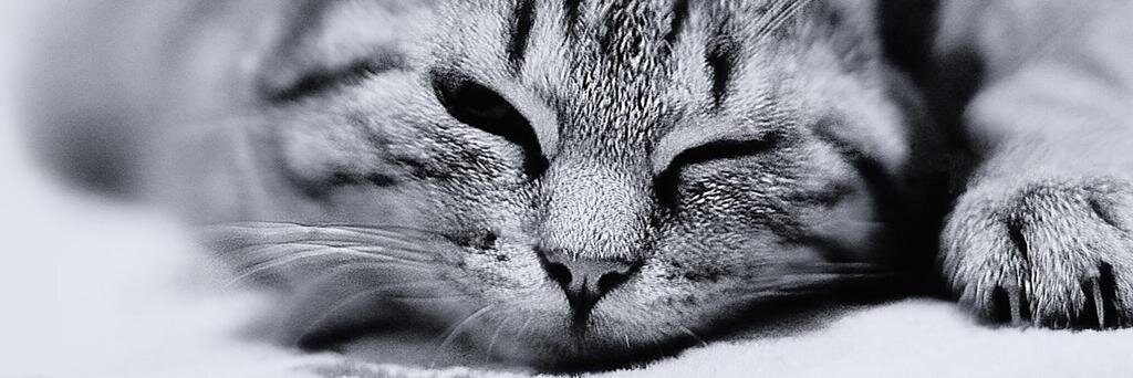 muhambari's profile banner image