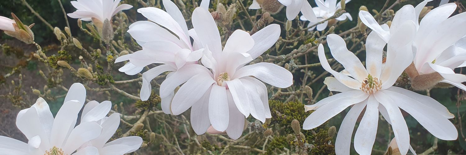 Helianthemum67's profile banner image