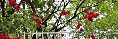 alli♡ megumi’s widow banner