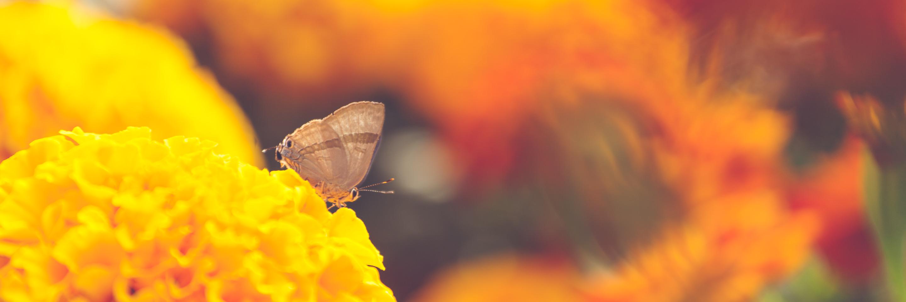 Sam 'Void' Collins banner