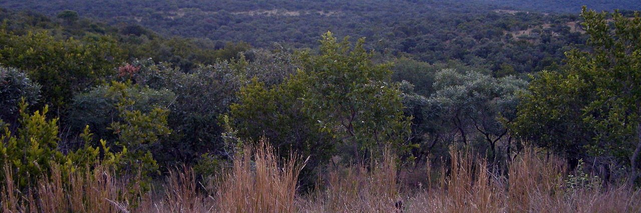 curateWildLife's profile banner image