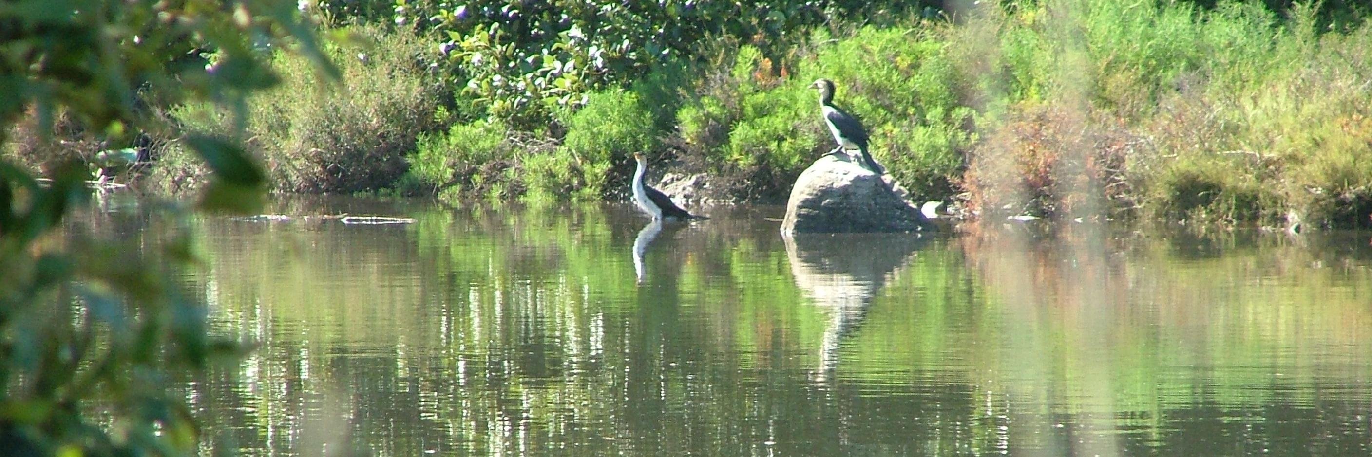 Cooks_River's profile banner image