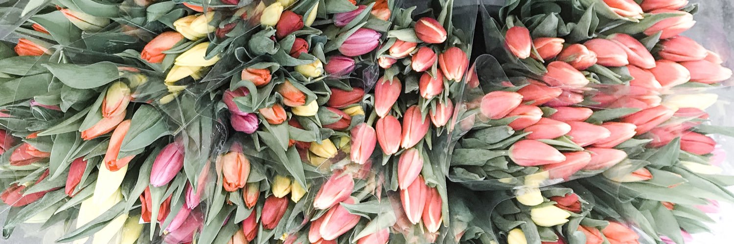 sierra thompson banner