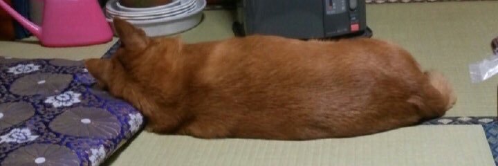 1109_sachi's profile banner image