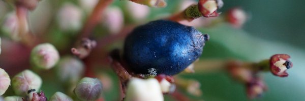 roxmiddleton Profile Banner