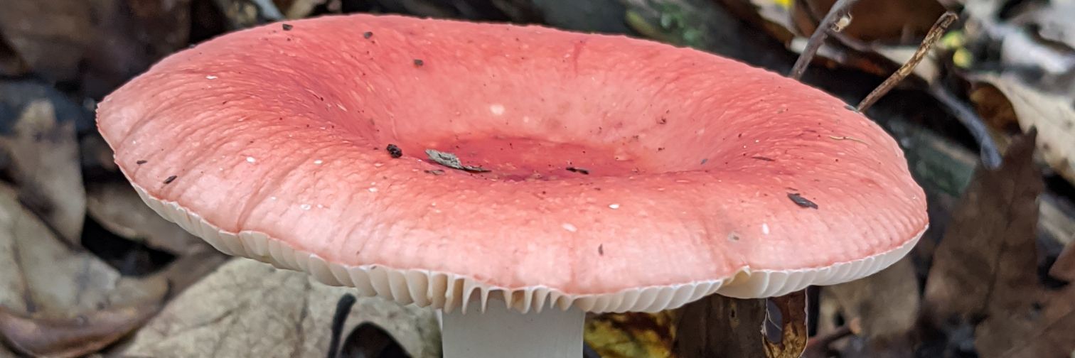 Configuring_It_Out banner