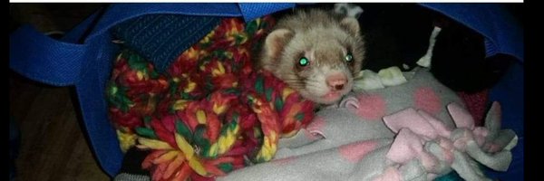 Jessi-Second Chance Dooks Ferret Rescue🐾 Profile Banner