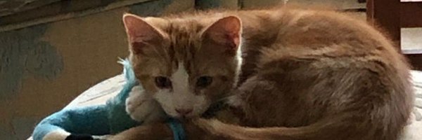 DocSarahBee Profile Banner