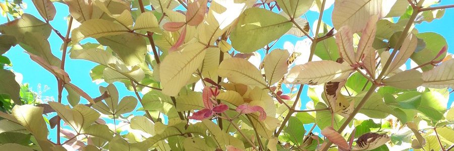 EMANO banner