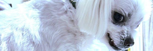 nanonano0807 Profile Banner