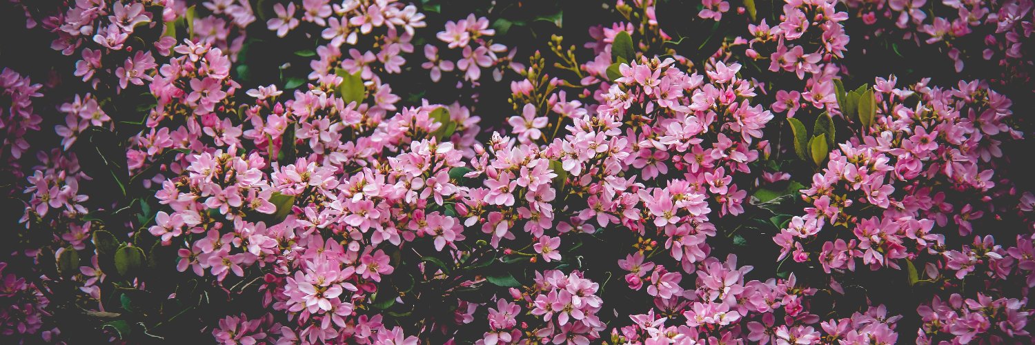 ✨P.ART | Sammy✨ banner