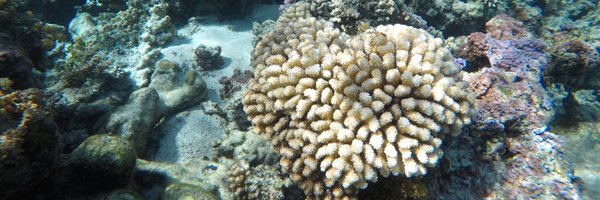 SarahELester Profile Banner