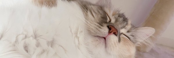 Harappa80 Profile Banner