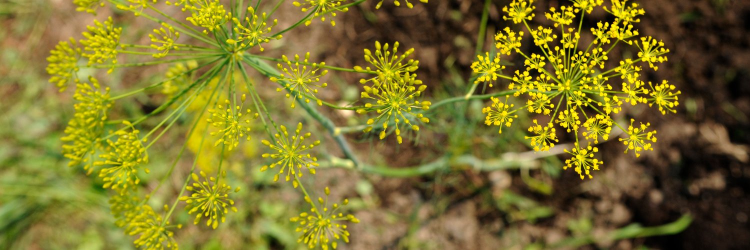 Edible Madison banner