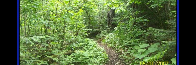 Christine Schein banner