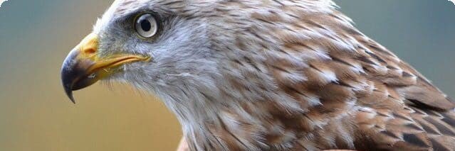 SDFalcon69's profile banner image