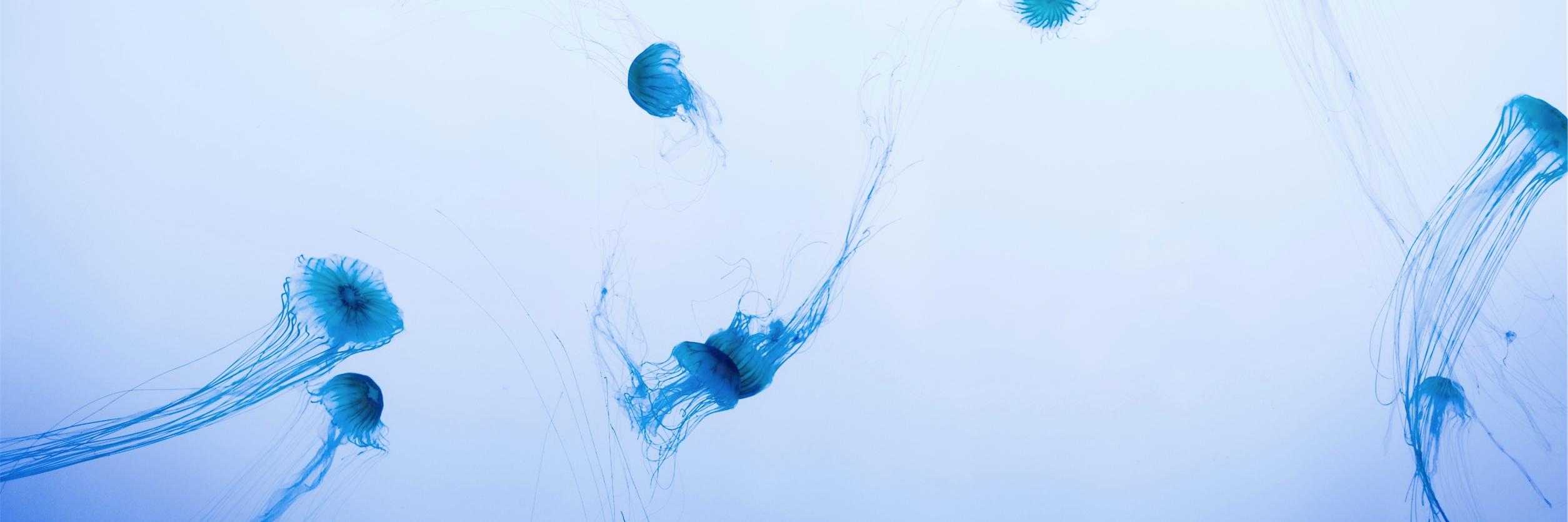 Samantha Tran banner