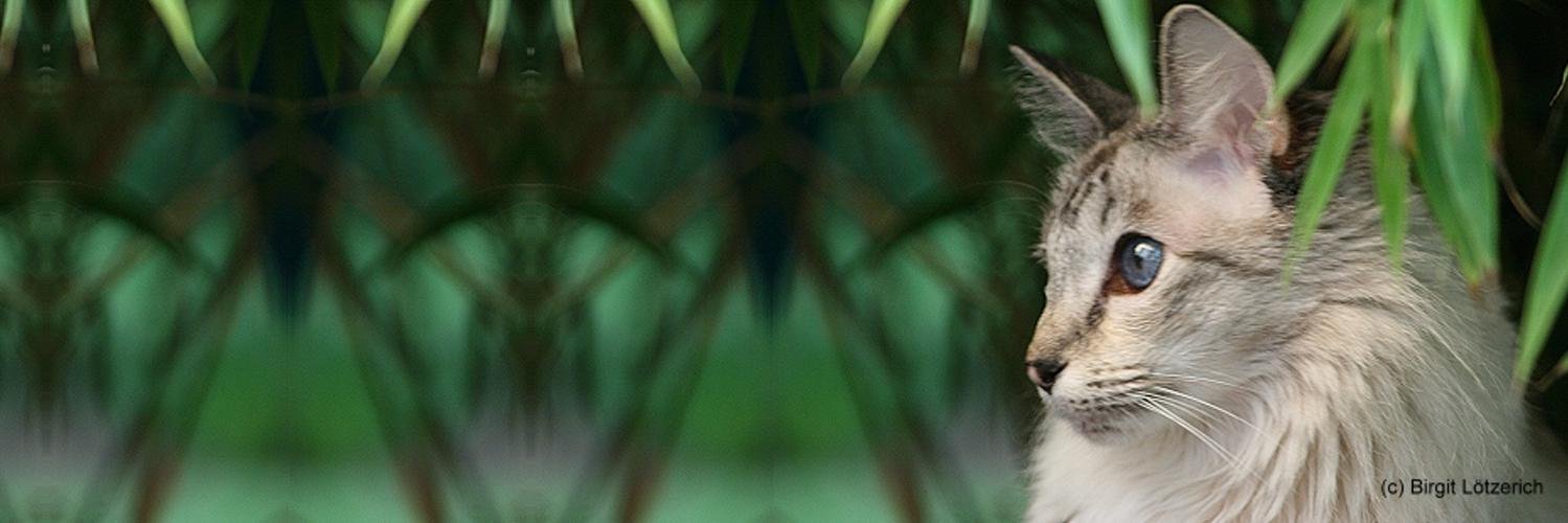 Katzeninfo's profile banner image