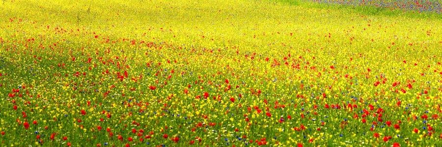 zinnureyn_can's profile banner image