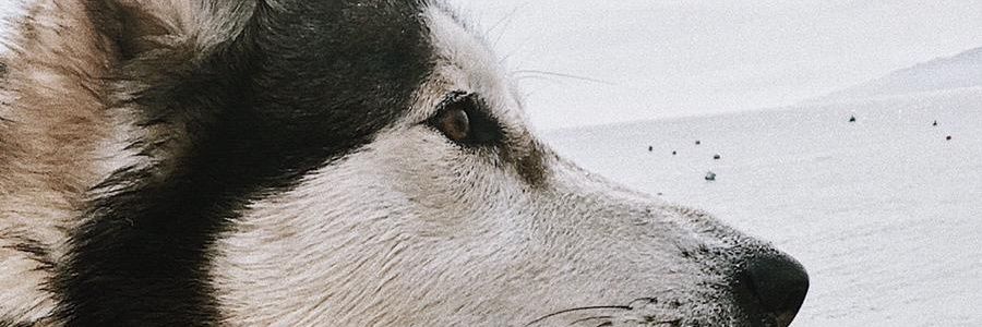 Pilukii_'s profile banner image