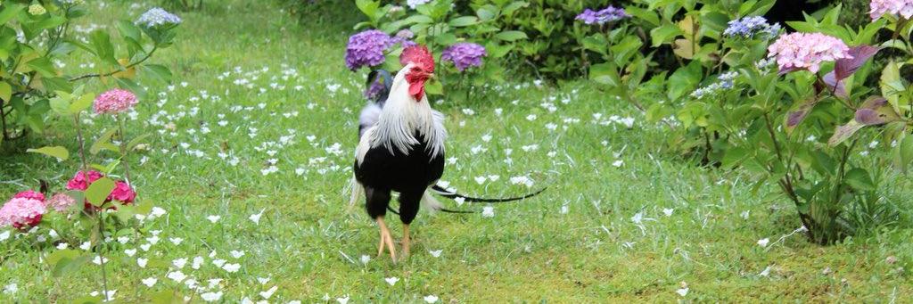 神の左手悪魔の右手 banner