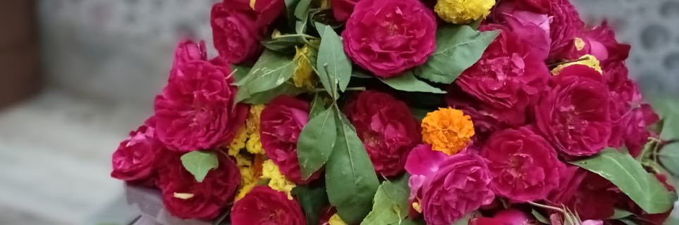 Shubh 👑's banner