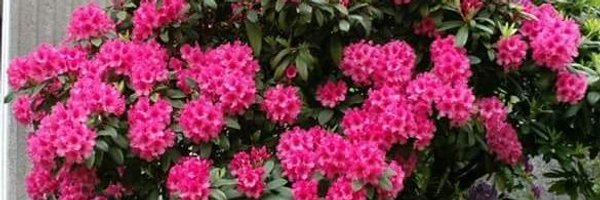 nashesha Profile Banner