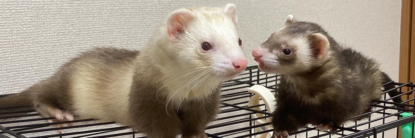 ホイ卒園児ニア banner