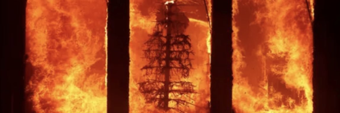 StrongAsTrees's banner
