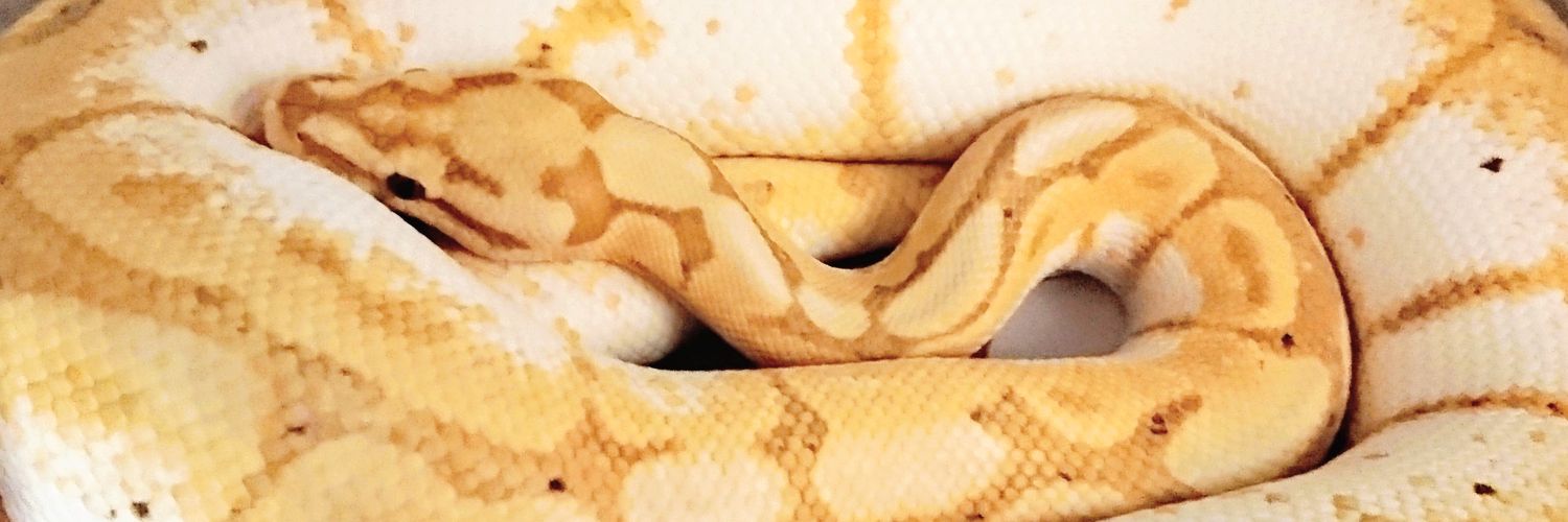 Kora_Sho's profile banner image