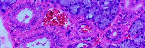 JarodForer Profile Banner