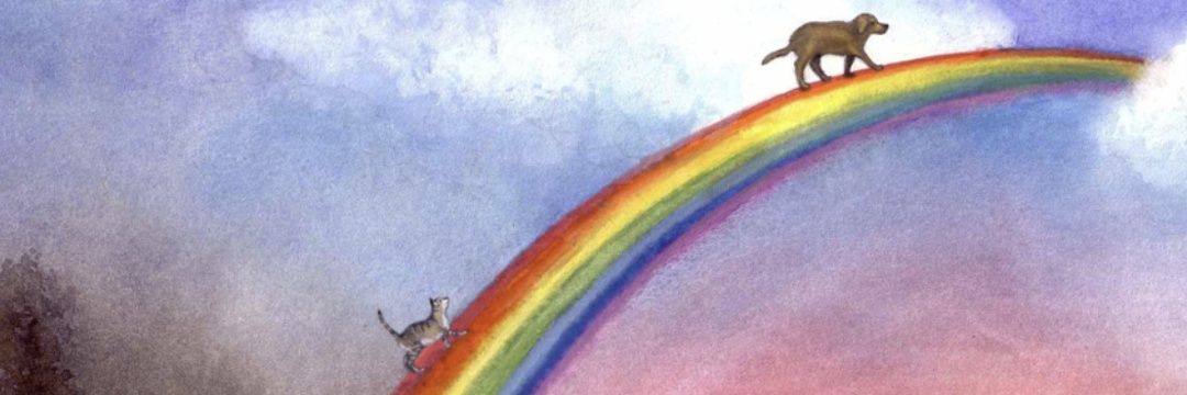 🐾Angel Dooli Doo🐾 banner