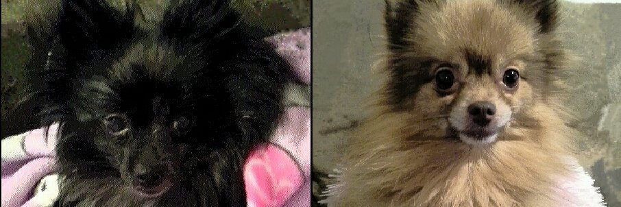 Sir Didymus & Chibi The Poms (n_n) banner