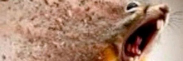 ElCuervoASD Profile Banner