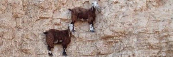 Guzenina Profile Banner