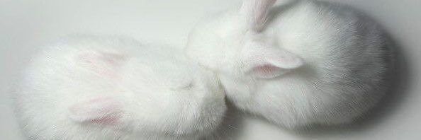 leibunnii's profile banner image