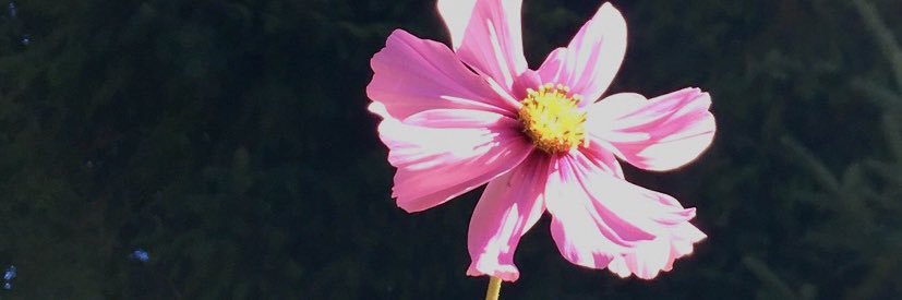 carotalvez's profile banner image