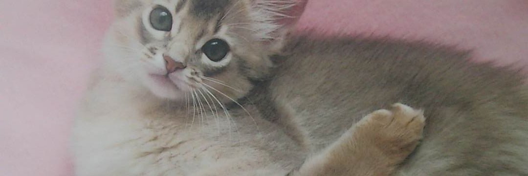 suzu1726's profile banner image