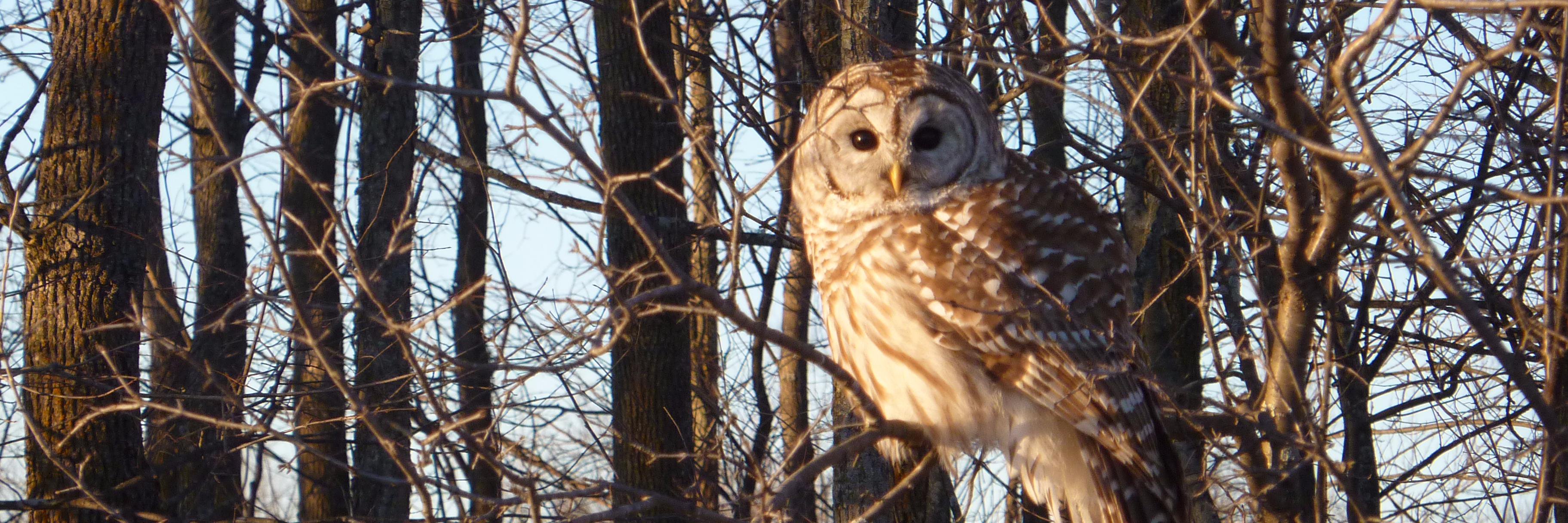 South Frontenac banner