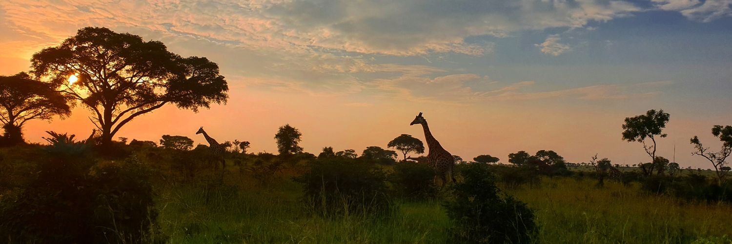 Elise O Byrne White banner