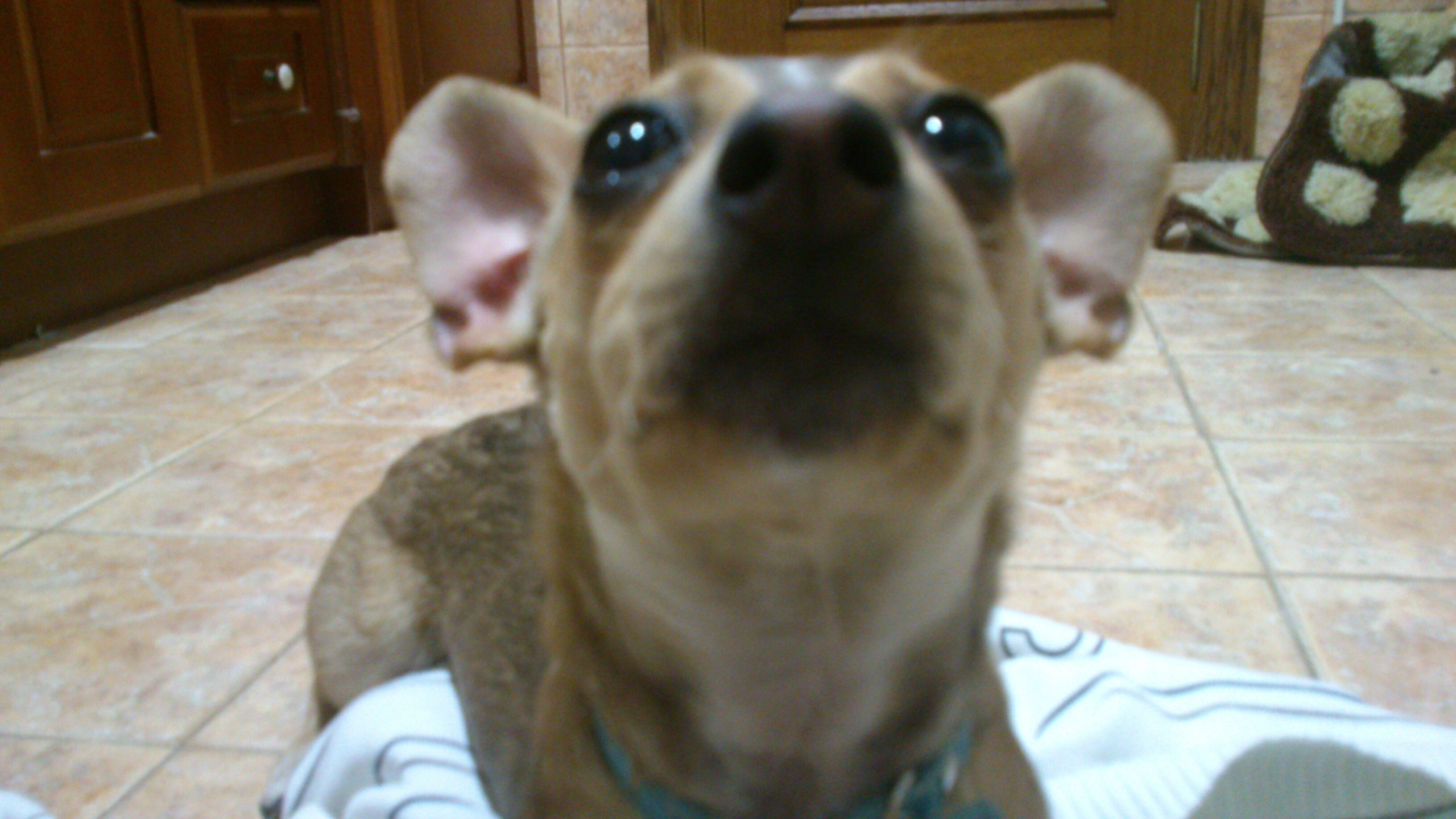 PeluAk47's profile banner image