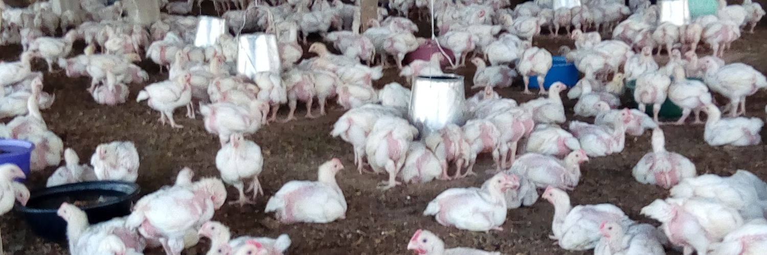 FARMGRIDDZ🐔🐓's banner