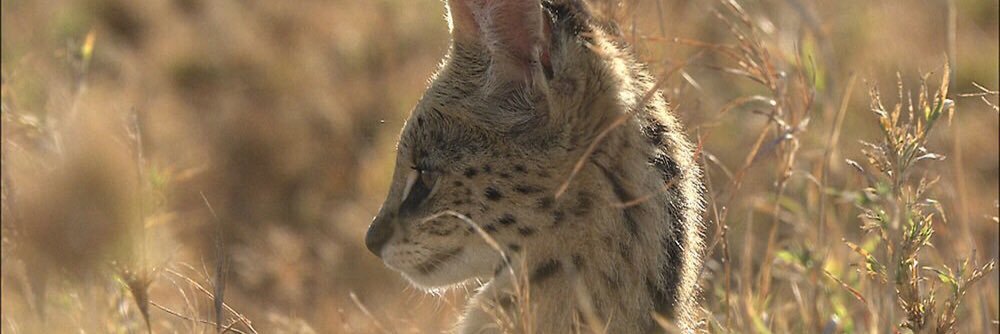 Lep_serval's profile banner image